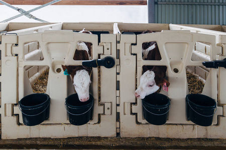牲畜棚在小牛棚(牛犊箱)的小母牛照片