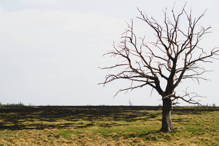 孤零零农业图片