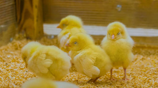 农场里的一群小鸡照片