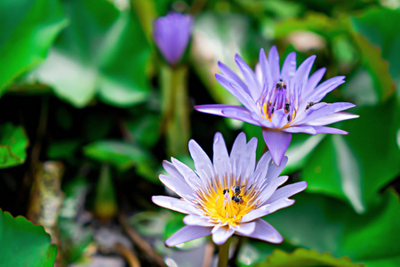 紫罗兰花蜜蜂图片