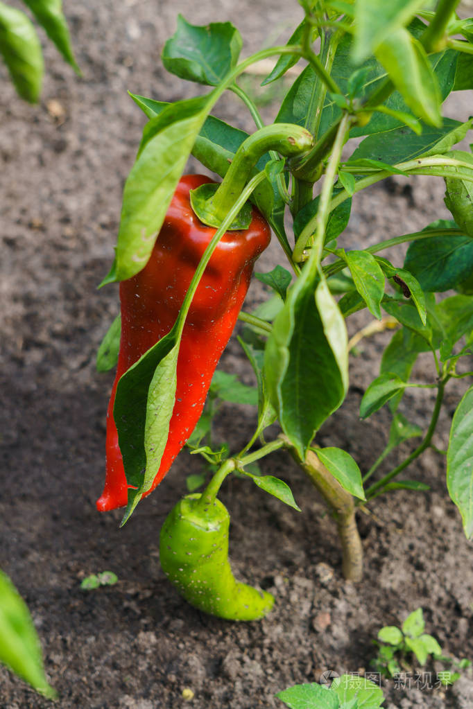 花园里生长的红辣椒和青椒