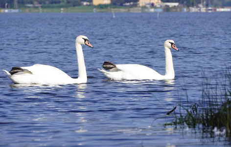 白色优雅的天鹅在黑暗的水中倒影.照片