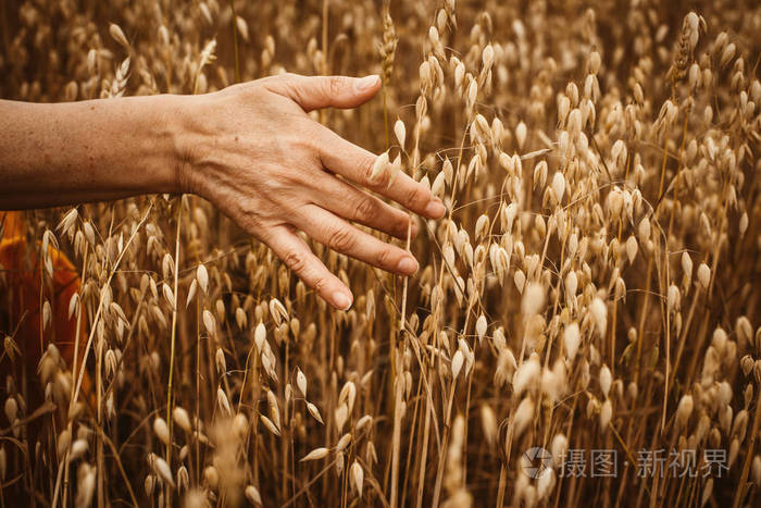 农民们用手抚摸燕麦穗晒黑了雌性的皮肤秋天丰收的概念