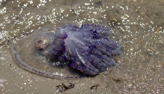 风暴过后死水母被抛上岸在亚速海沿岸