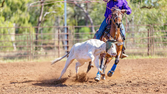 澳大利亚小牛队在乡村牛仔竞技赛上套绳照片