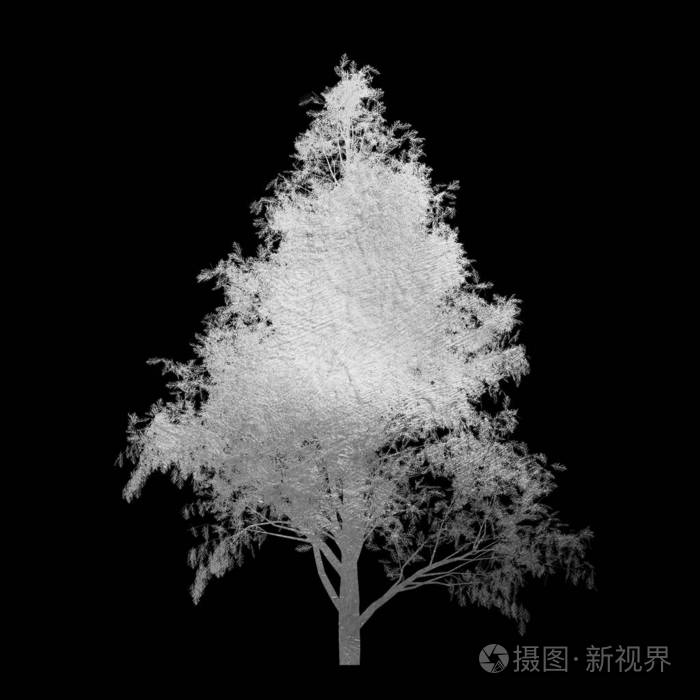 黑色背景上孤立的叶子的银色树