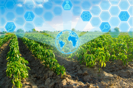 农田景观.农业创新.高科技和研究.提高植物产量照片