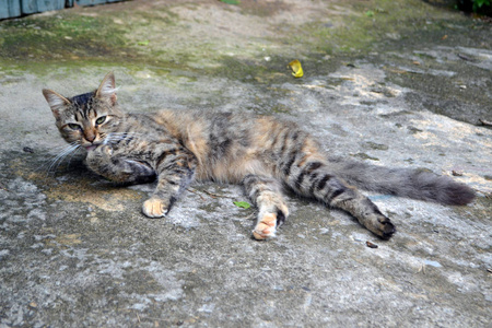 伪装三色野猫图片