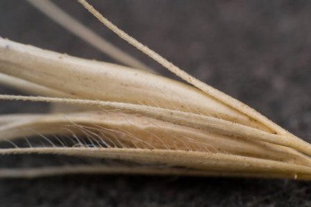 狐尾草的小箭头的宏观照片.什么时候做照片