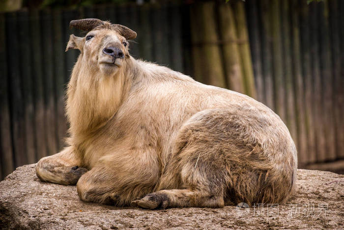 羚羊 哺乳动物 生活 动物园 羚牛 四川 自然 肖像 亚种