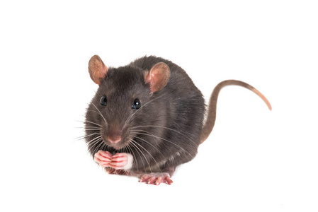 可爱的小老鼠,折起双腿,站在后面照片