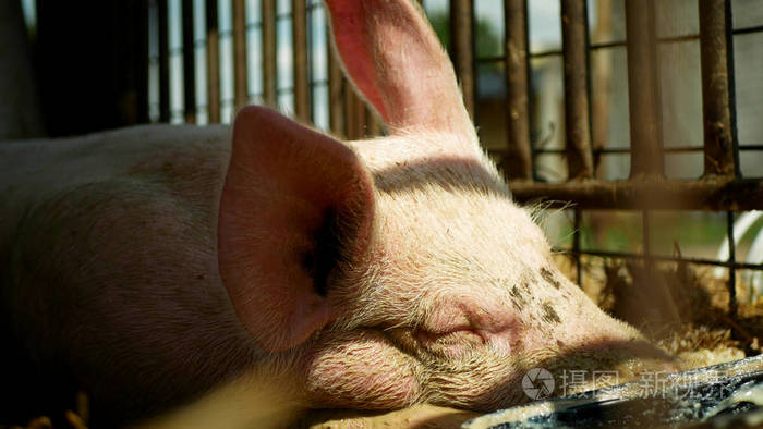 家猪猪猪的母猪睡觉猪在笼子里的侧面特写或细节粉红色鼻子鼻子在生物