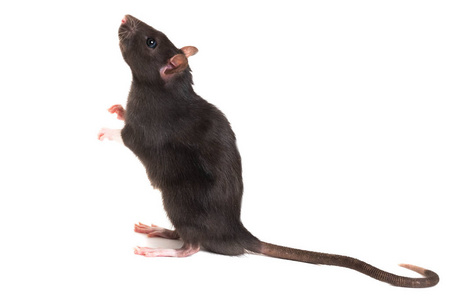 老鼠的尾巴图片-老鼠的尾巴素材-老鼠的尾巴插画-摄图新视界