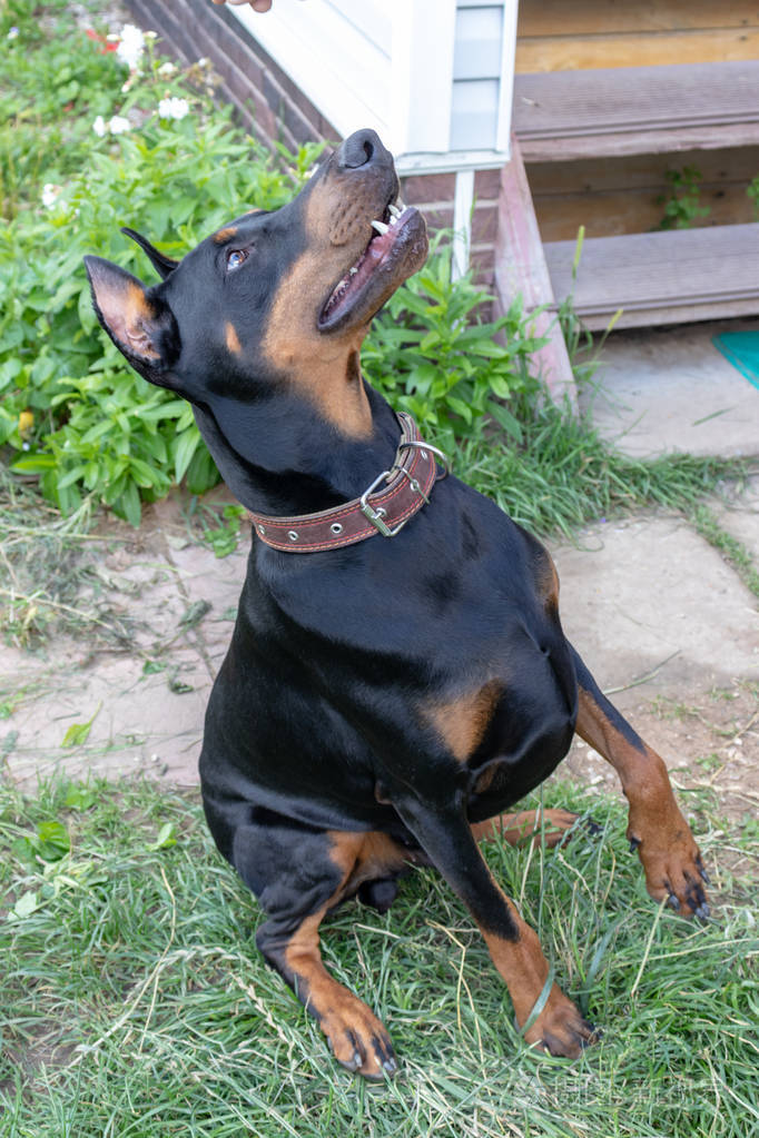 大黑棕褐色杜宾猎犬,耳朵割破,坐在草地上仰望