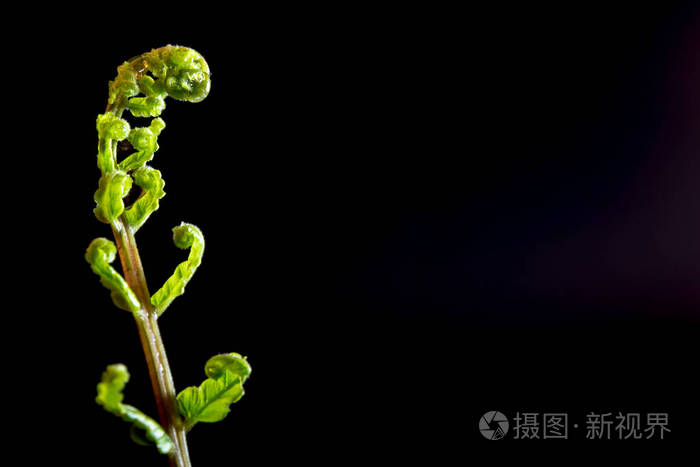 黑底蕨芽叶