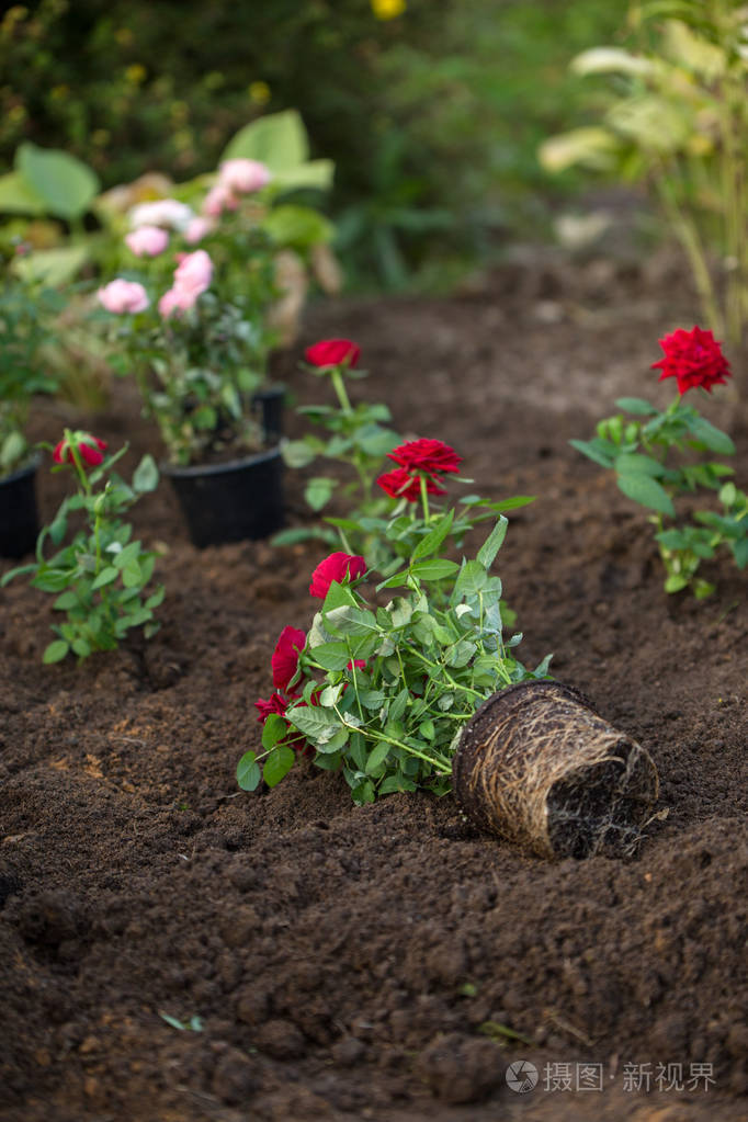 夏季花园里的玫瑰幼苗照片