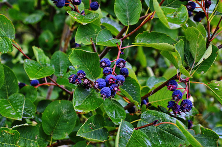 紫色的果实图片