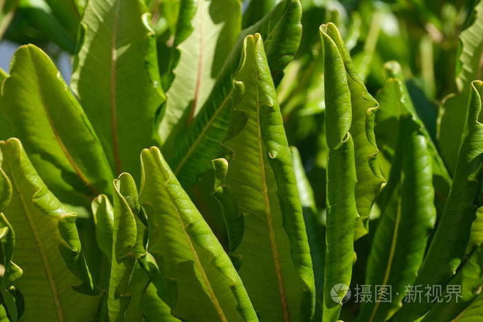 森林 树叶 特写镜头 植物区系 纹理 植物 墙纸 自然 风景