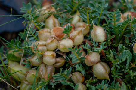 在山上的黄色相思特写水果.阿尔泰共和国,西伯利亚,俄罗斯照片