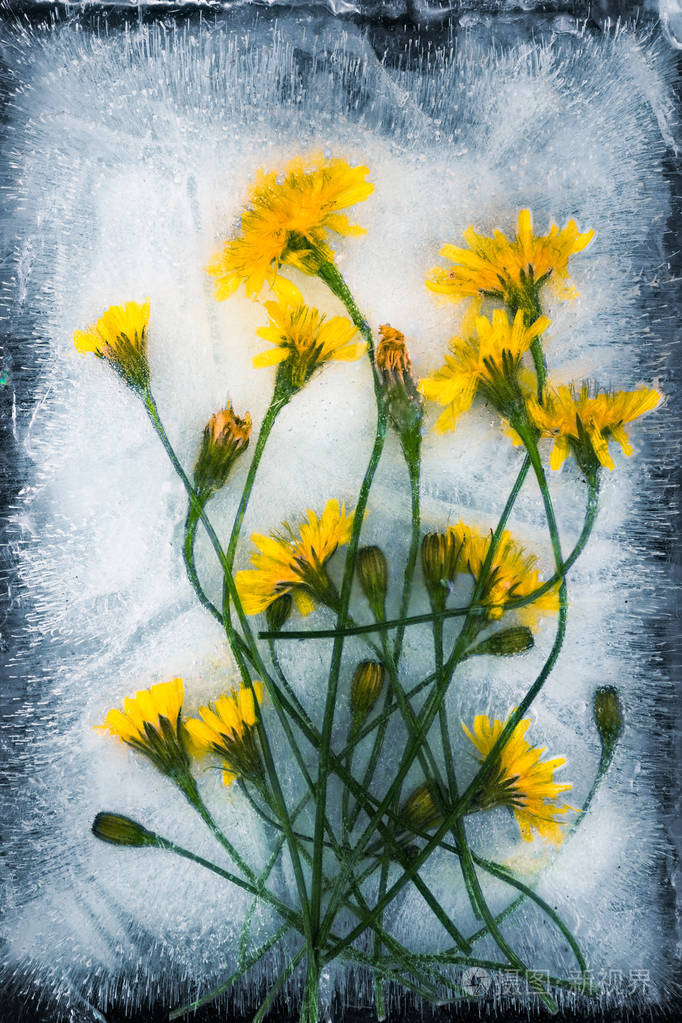 蒲公英花由于严重的霜冻而结冰贺卡或横幅的背景