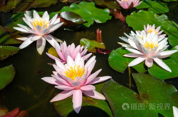 美丽的 反射 花的 放松 泰语 开花 百合花 莲花 夏天