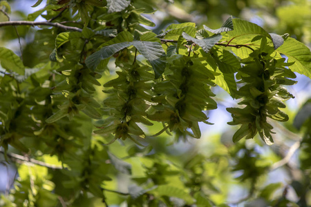 枫杨枫杨树叶的特写镜头.摄影图