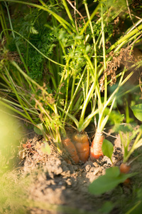 夏天花园里的胡萝卜照片图片