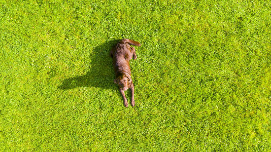 鸟瞰图一只棕色的拉布拉多犬躺在草地上.