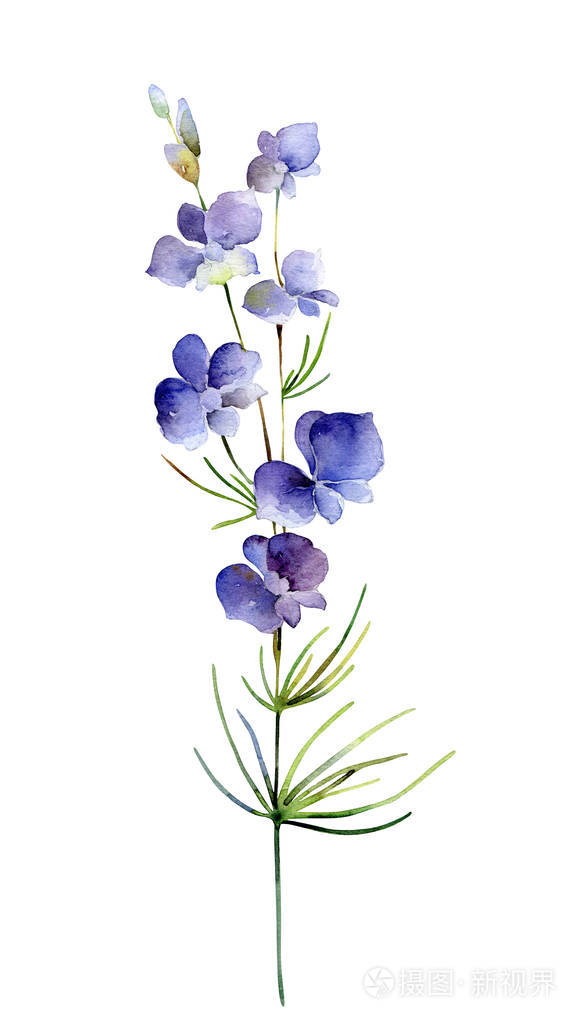 白底水彩翠雀花