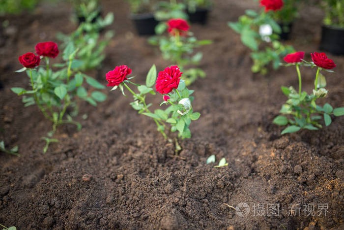 夏季花园里的玫瑰幼苗照片
