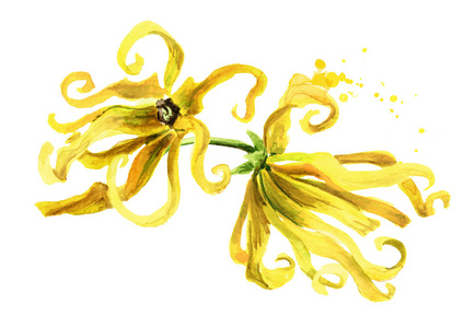 依兰依兰黄花.卡南加·奥德罗塔.水彩手绘照片