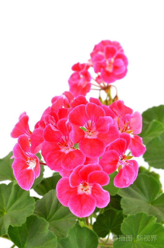 芳香的天竺葵花