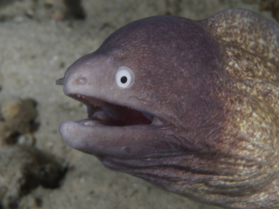 白眼海鳗图片