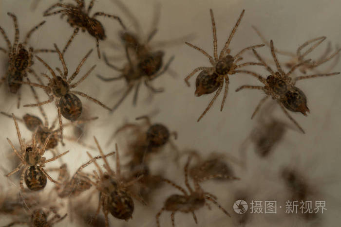 用许多小蜘蛛筑巢