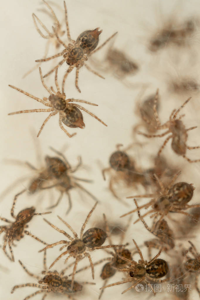 用许多小蜘蛛筑巢