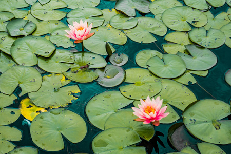 蓝荷花湖面上神奇的粉红色荷花和绿色的荷叶,蓝绿色的薄膜效果照片
