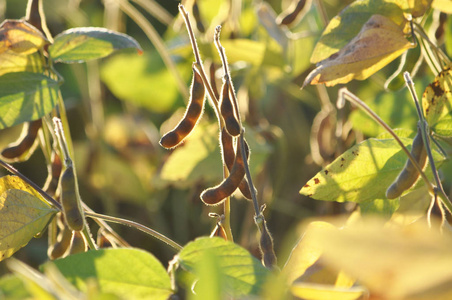 大豆成熟荚果茎的近距离观察图片