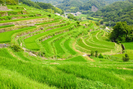 少岛中山仙美达稻田图片