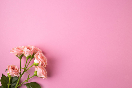 粉粉色背景上的粉红色玫瑰花图片