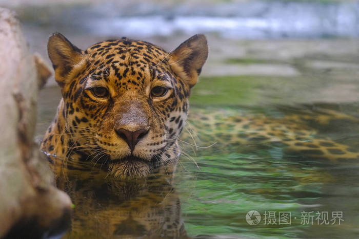 豹子泡在水里看着相机