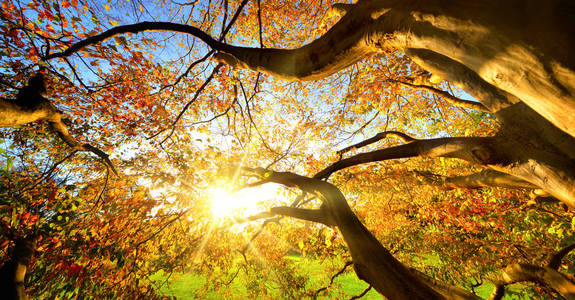 透过一棵大树看秋日的阳光图片