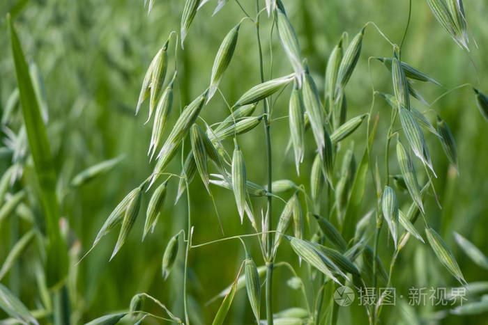绿燕麦特写纹理墙纸的背景