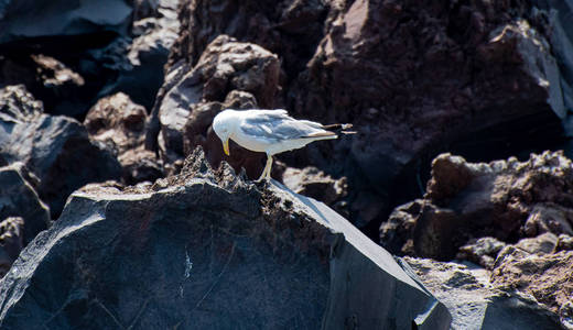 黄腿海鸥图片
