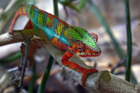 成年雄性变色龙在树枝上.特写,以丛林为背景拍摄.