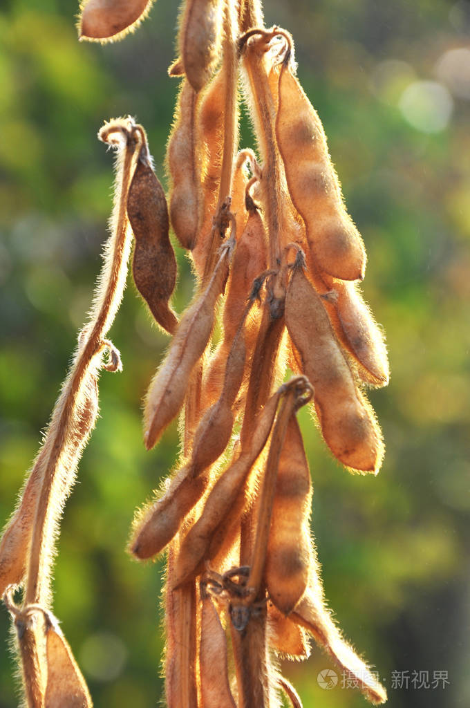 大豆成熟荚果茎的近距离观察