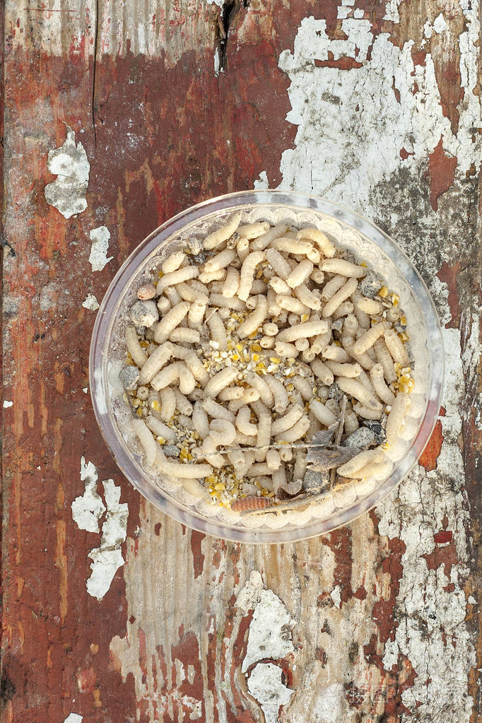 木质背景上有肉蝇蛆幼虫的小盒子钓鱼诱饵
