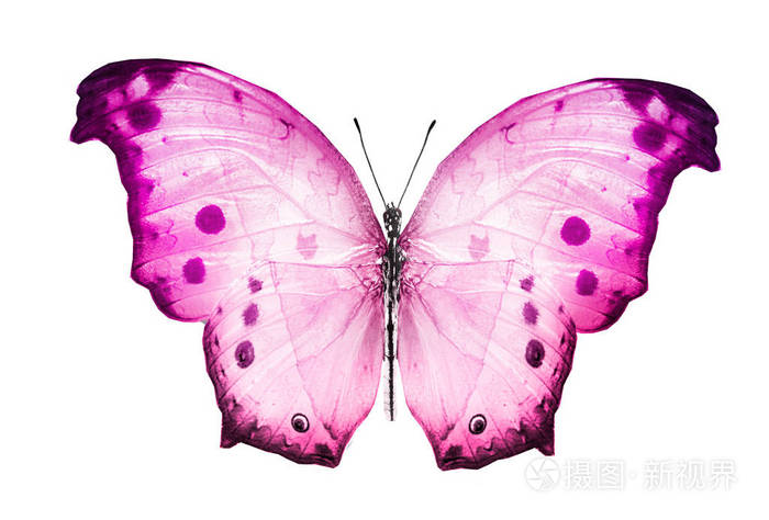 白色背景上孤立的彩色蝴蝶