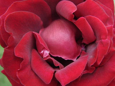 小玫瑰花苞颜色图片