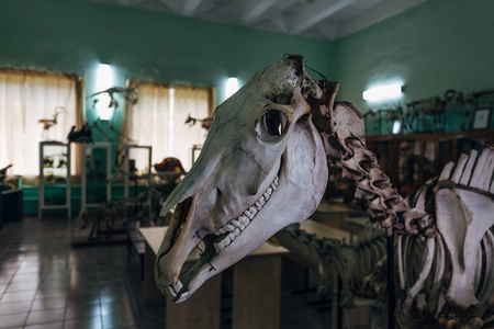 美国解剖实验室的马骨架照片