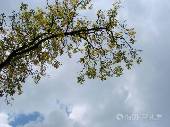 绿色的胡桃从一棵胡桃树的树枝上垂下来复制绿色胡桃树上下的空间